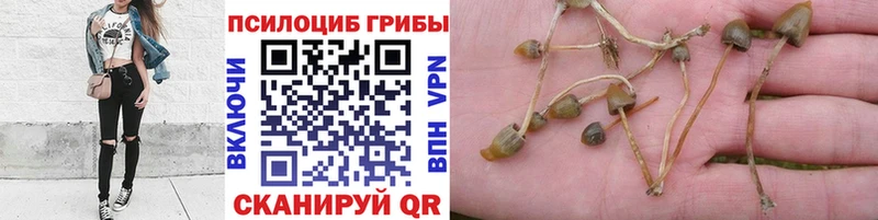 Псилоцибиновые грибы Magic Shrooms  Зверево 